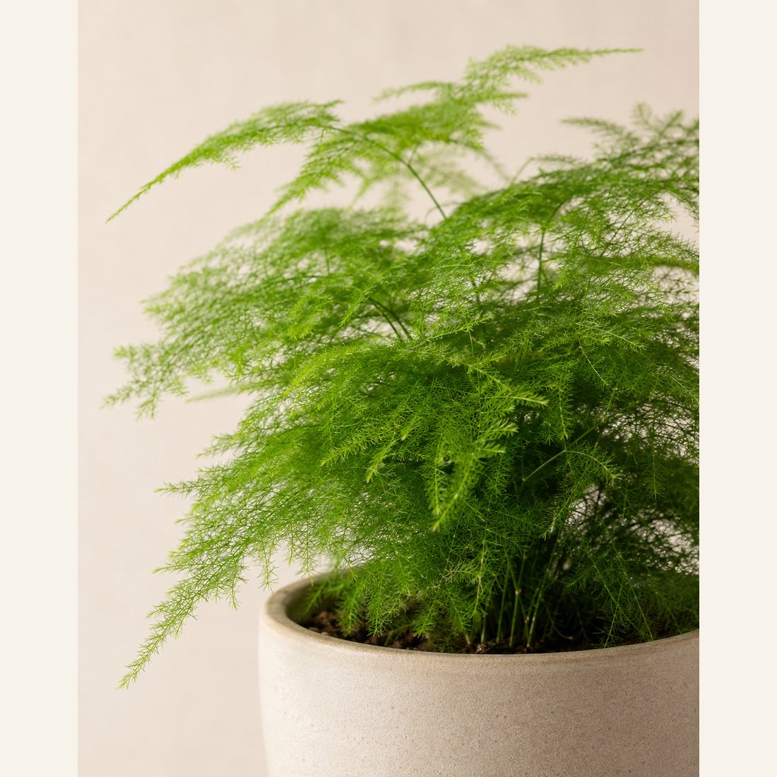 Asparagus Fern not-pet-friendly houseplant in a simple pot