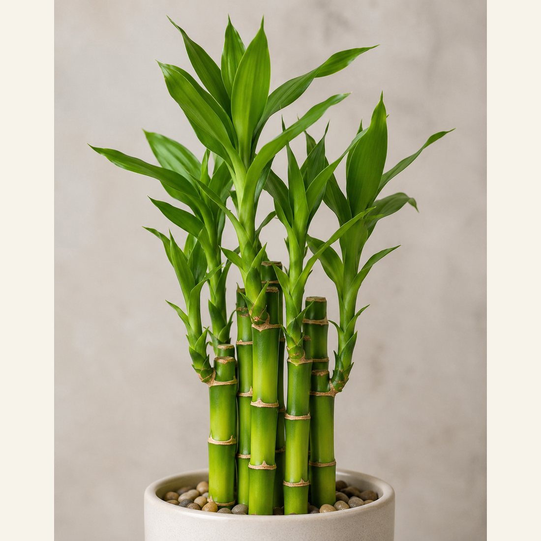 Lucky Bamboo not-pet-friendly houseplant in a simple pot