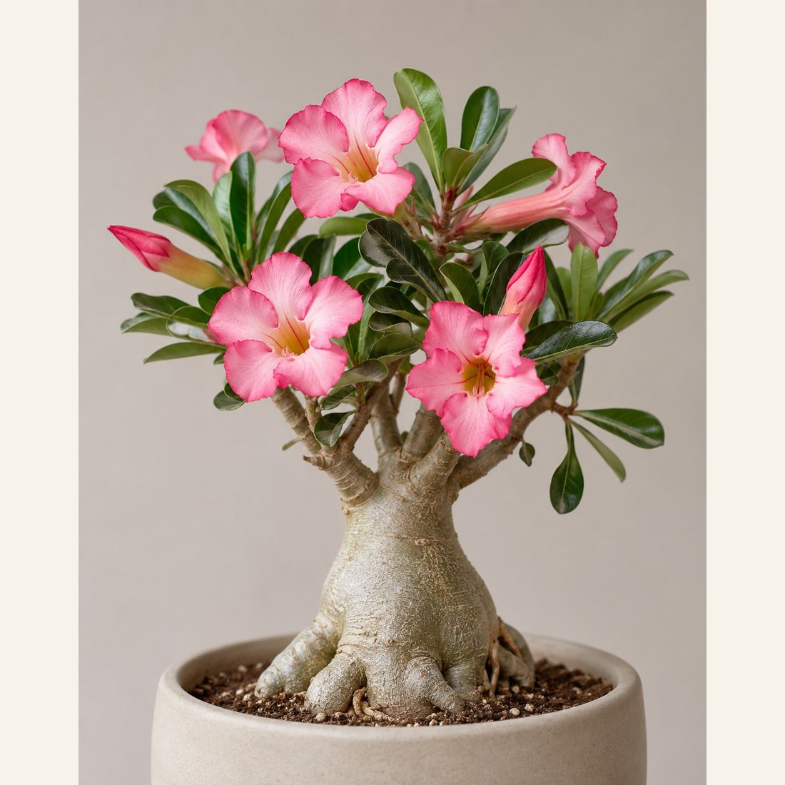 Desert Rose not-pet-friendly houseplant in a simple pot