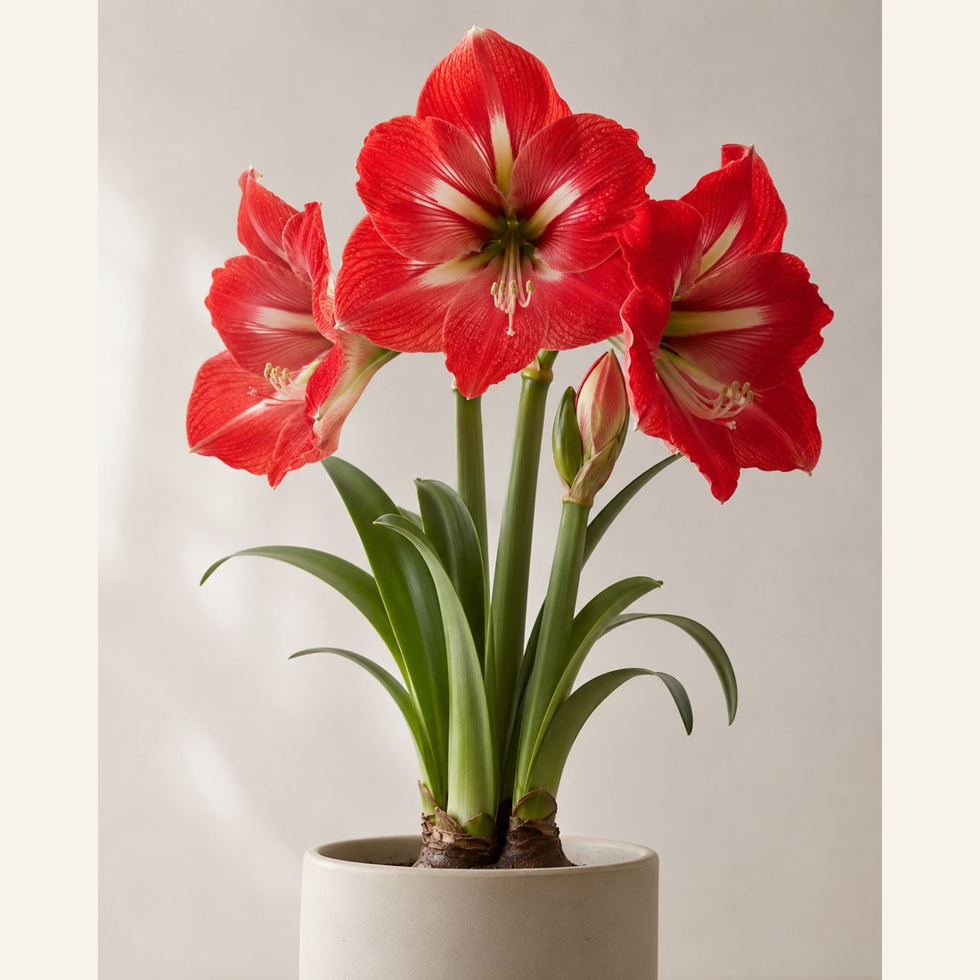 Amaryllis not-pet-friendly houseplant in a simple pot