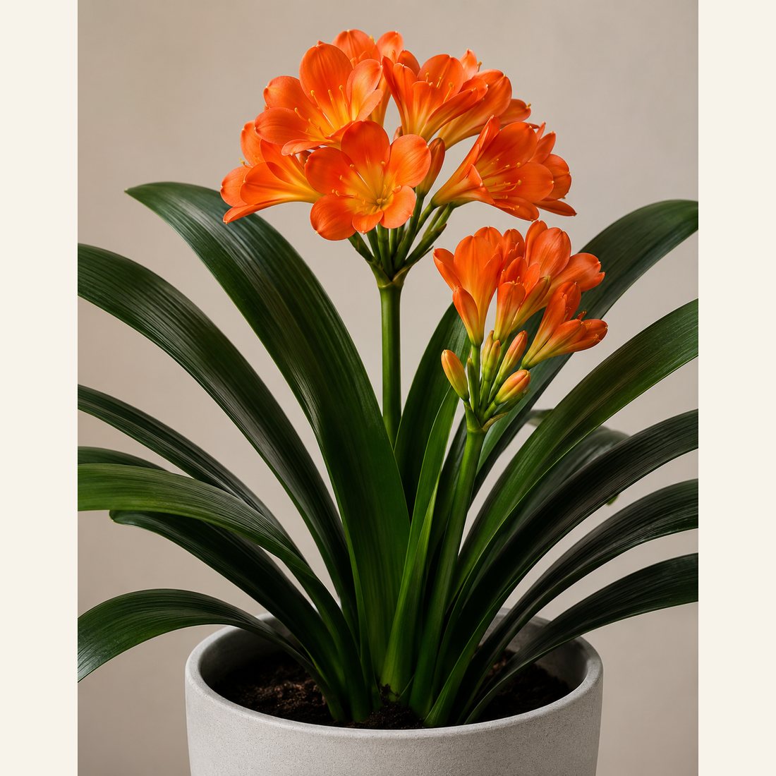 Clivia Lily not-pet-friendly houseplant in a simple pot