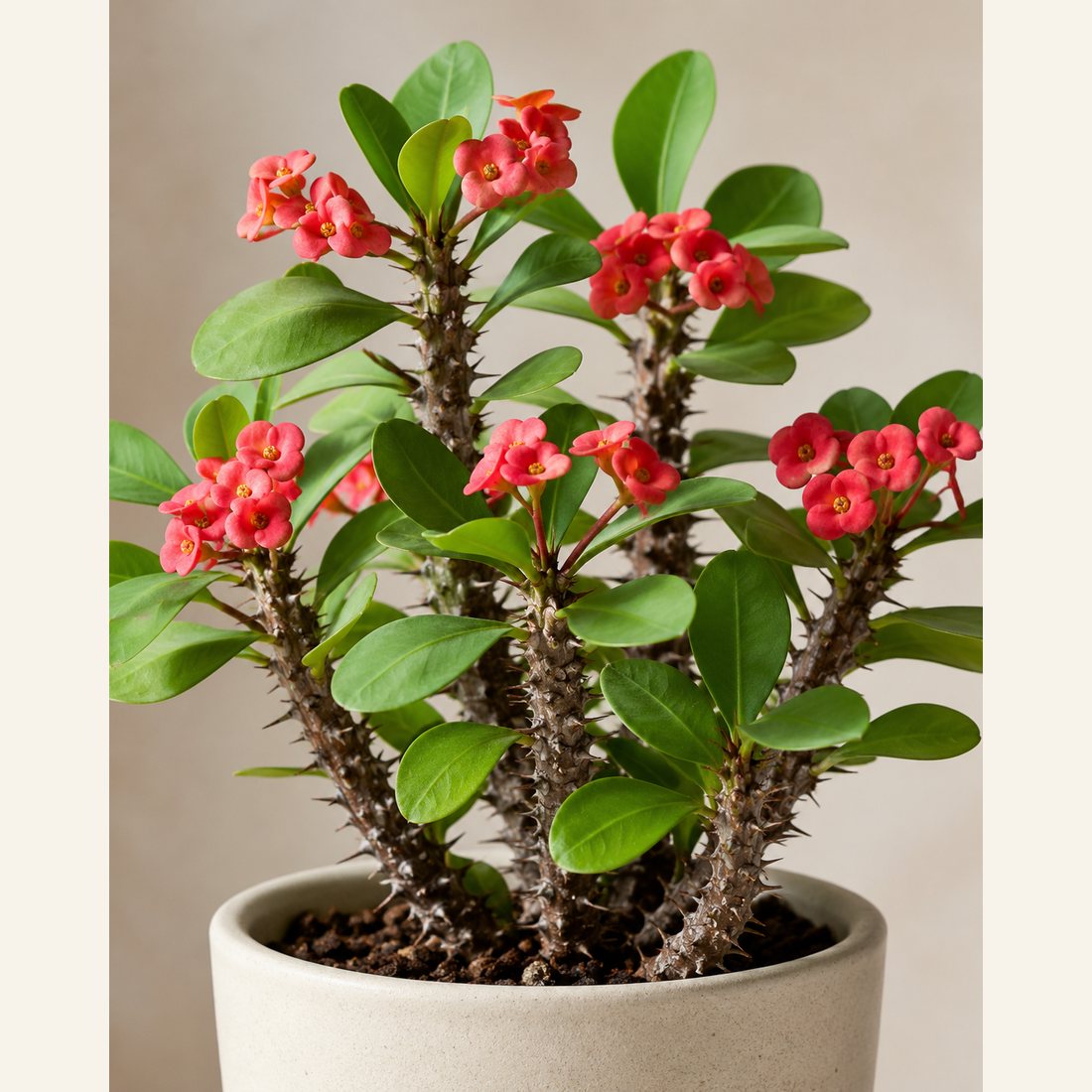 Crown of Thorns not-pet-friendly houseplant in a simple pot