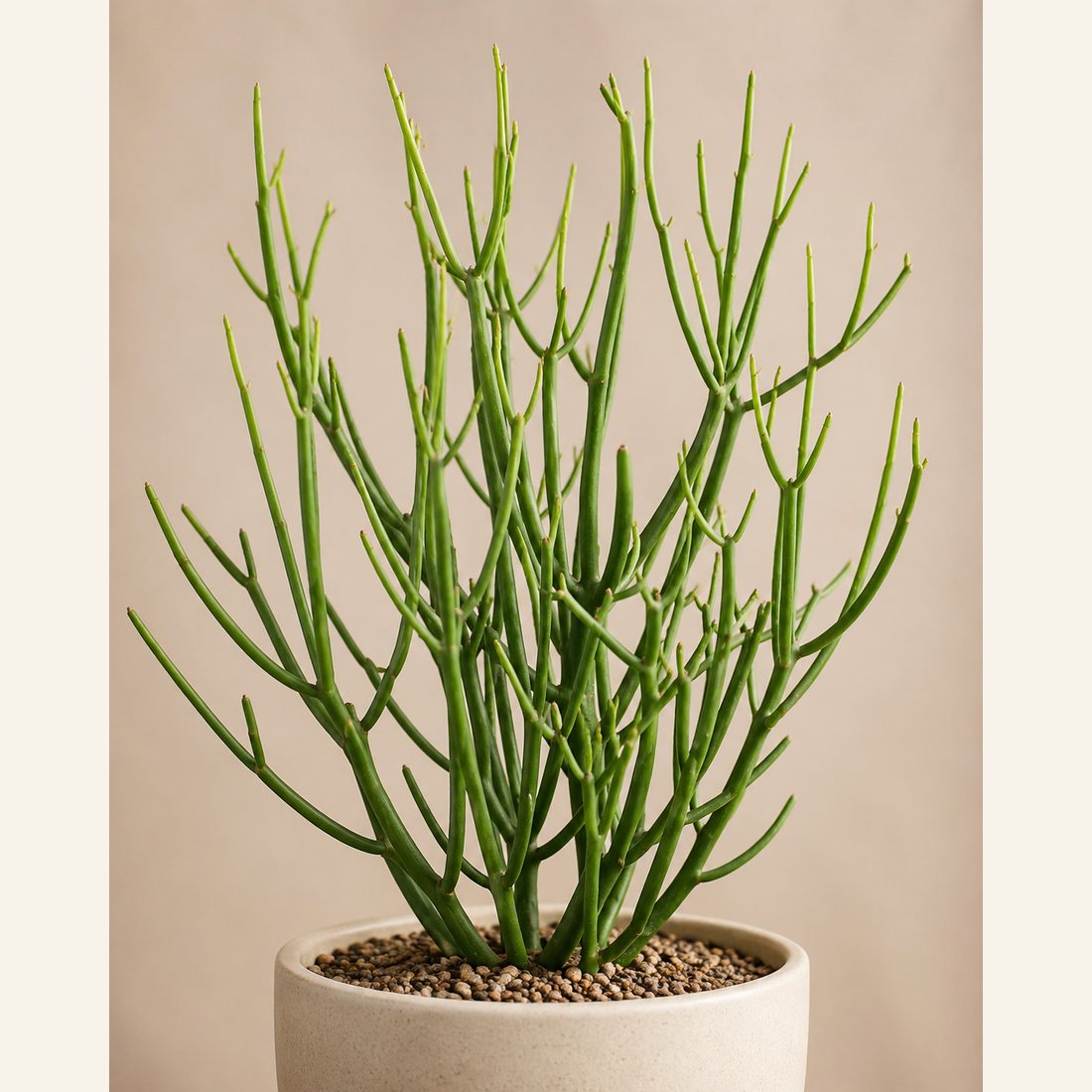 Pencil Cactus not-pet-friendly houseplant in a simple pot