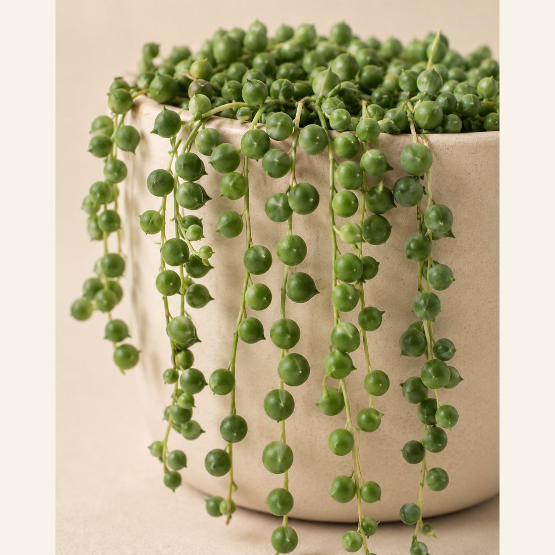String of Pearls not-pet-friendly houseplant in a simple pot