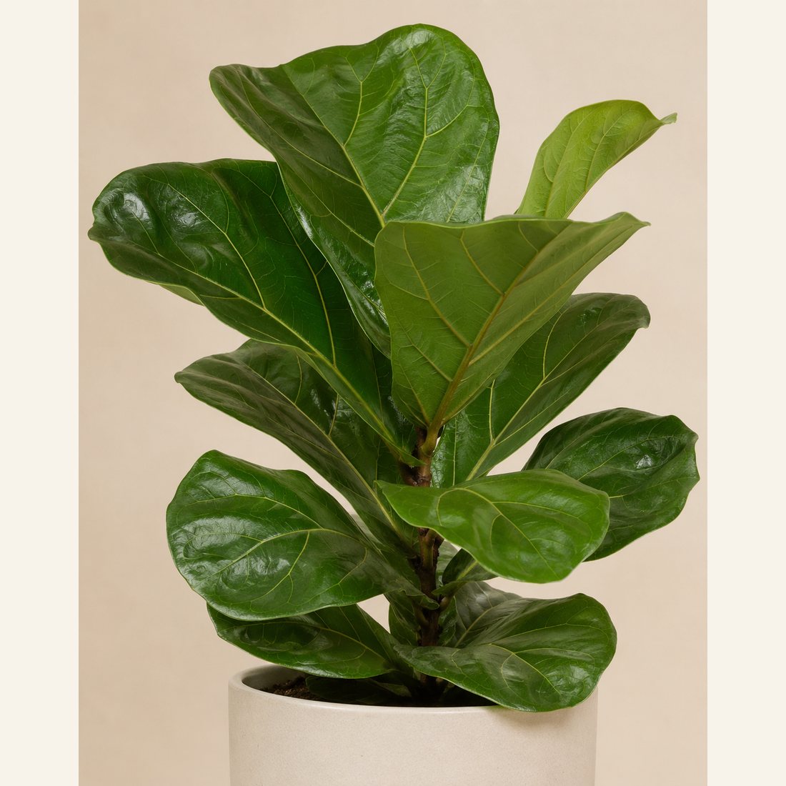 Fiddle Leaf Fig not-pet-friendly houseplant in a simple pot