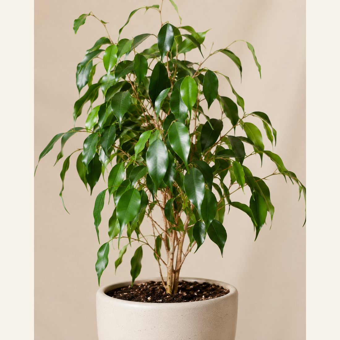 Weeping Fig not-pet-friendly houseplant in a simple pot