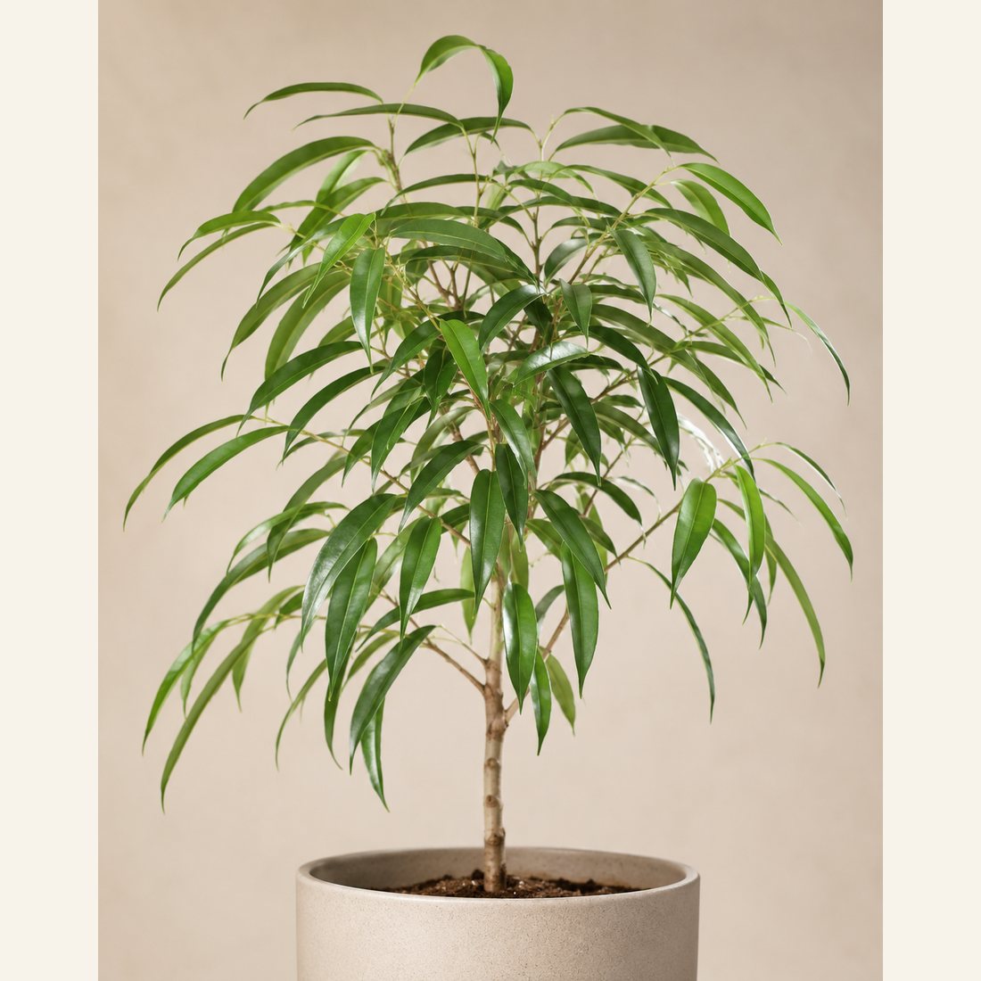 Ficus Alii not-pet-friendly houseplant in a simple pot