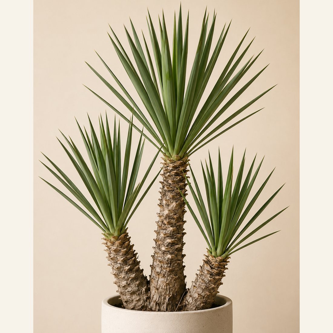 Spineless Yucca not-pet-friendly houseplant in a simple pot