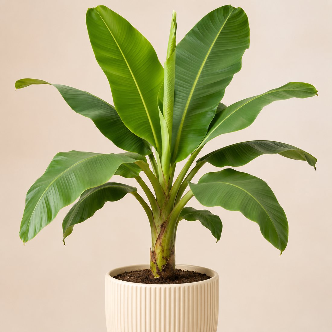 Ti Plant not-pet-friendly houseplant in a simple pot
