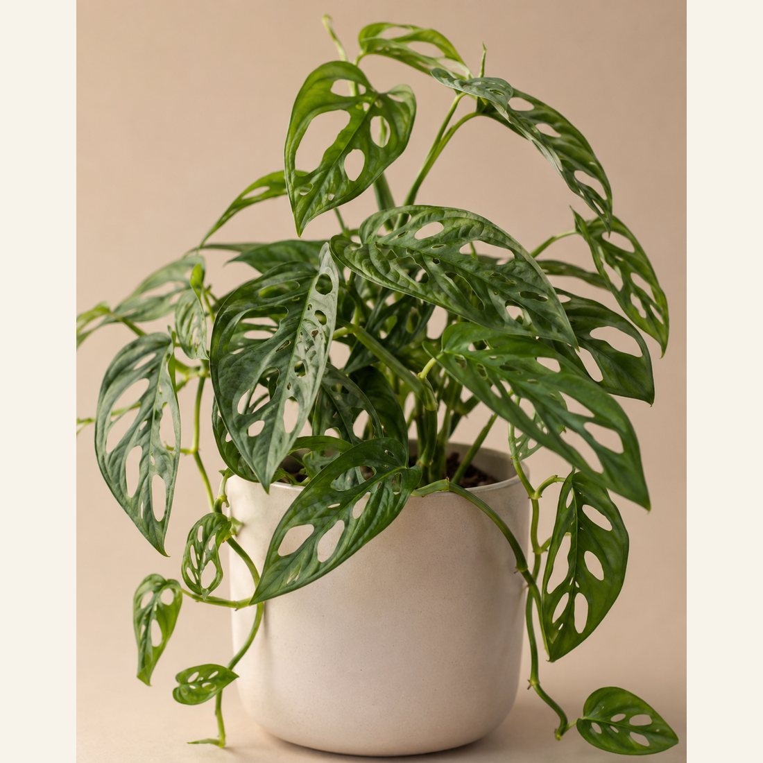 Swiss Cheese Vine not-pet-friendly houseplant in a simple pot