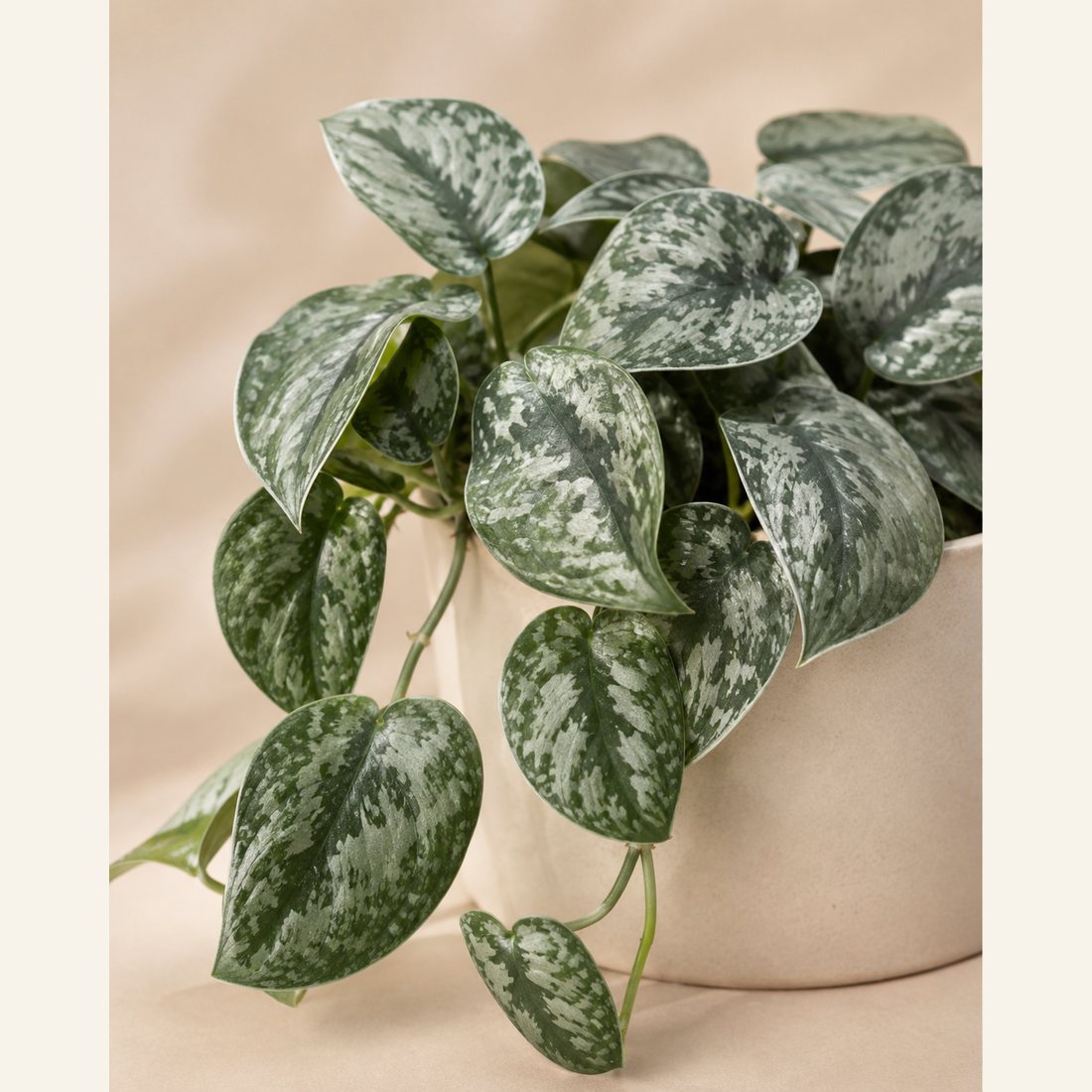 Cebu Blue Pothos not-pet-friendly houseplant in a simple pot
