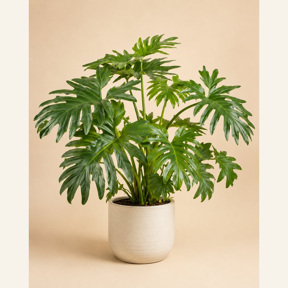 Split-Leaf Philodendron not-pet-friendly houseplant in a simple pot