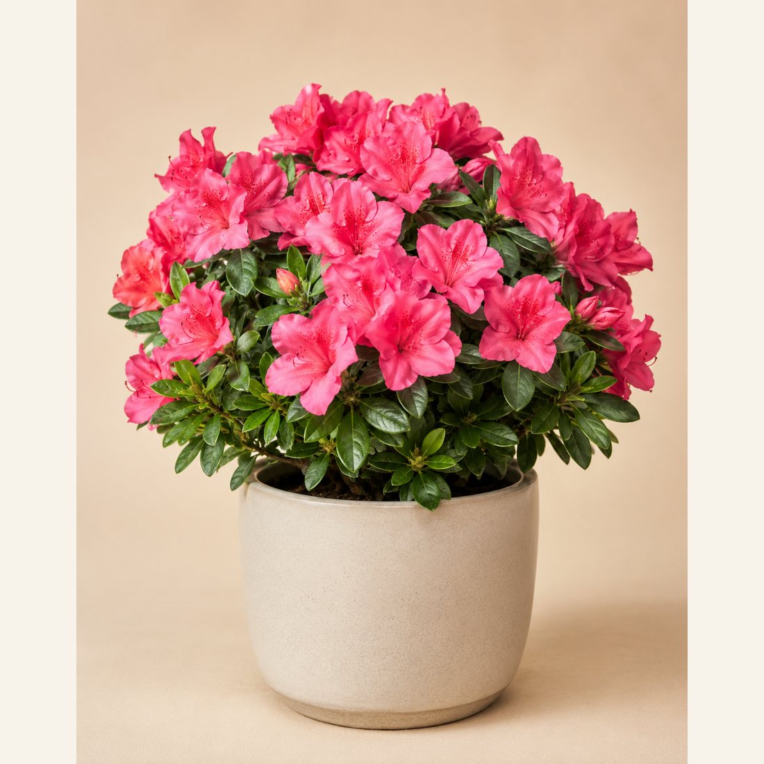 Azalea not-pet-friendly houseplant in a simple pot