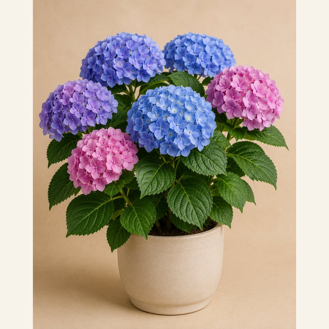 Hydrangea not-pet-friendly houseplant in a simple pot