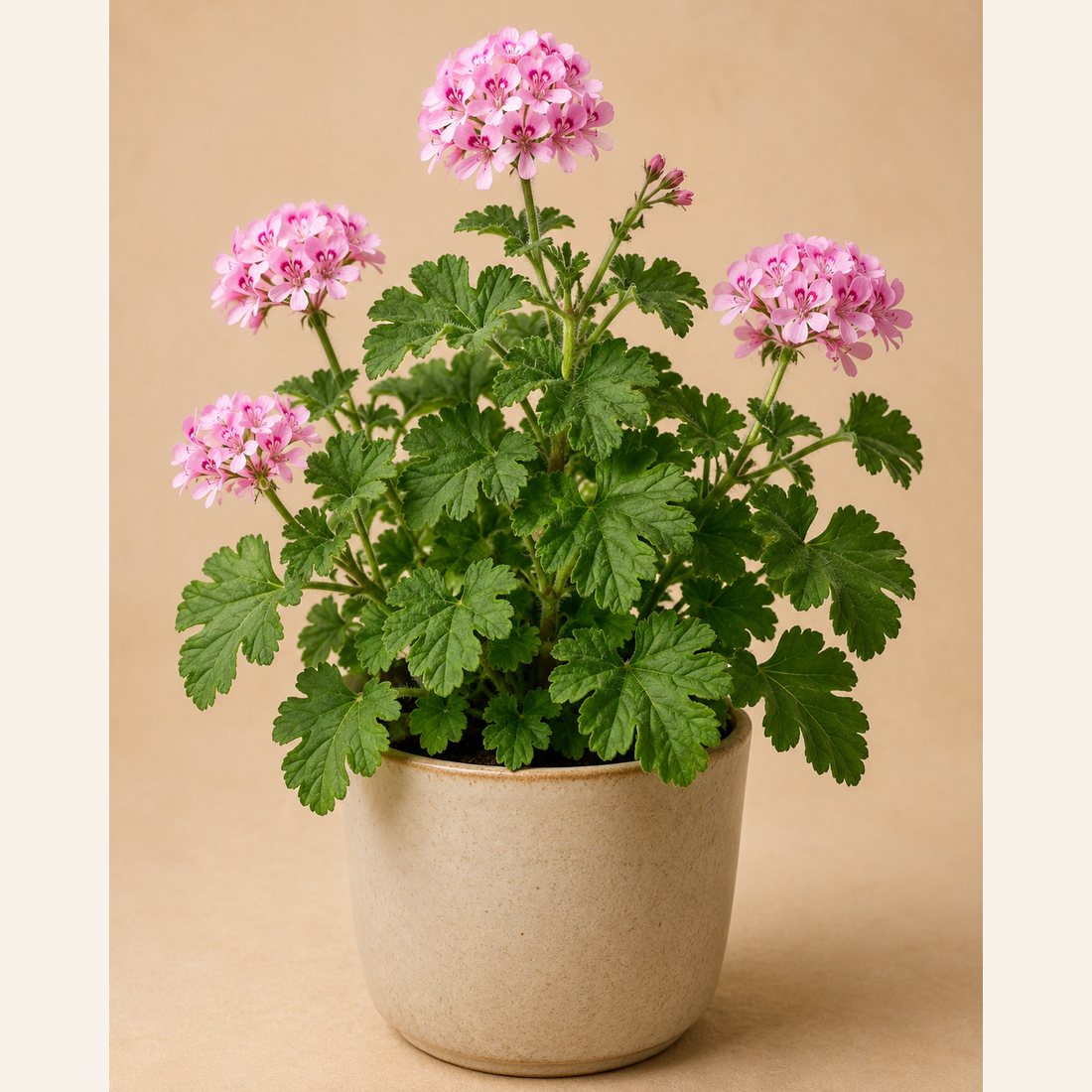 Scented Geranium not-pet-friendly houseplant in a simple pot