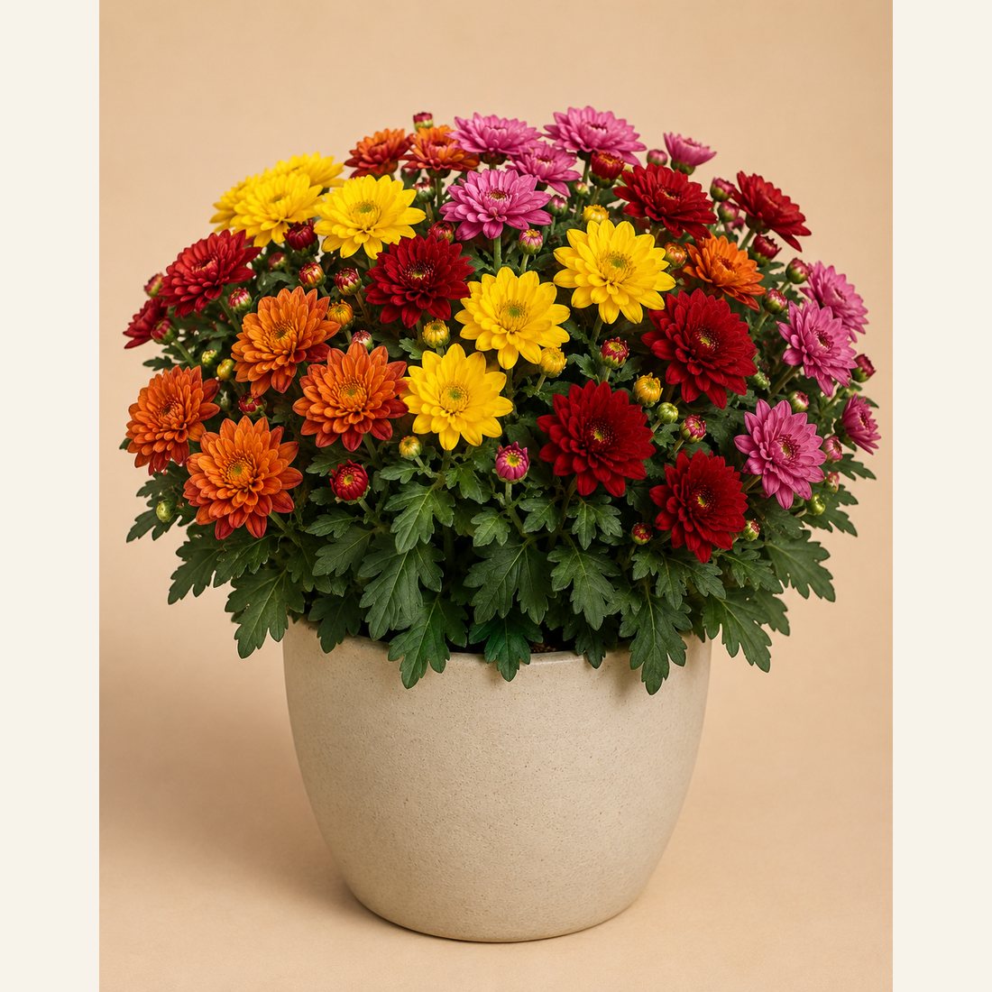 Chrysanthemum not-pet-friendly houseplant in a simple pot