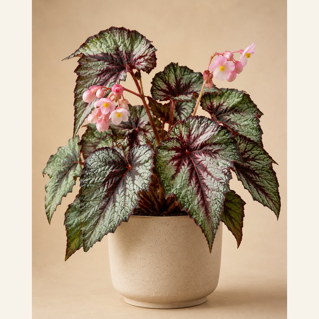 Begonia not-pet-friendly houseplant in a simple pot
