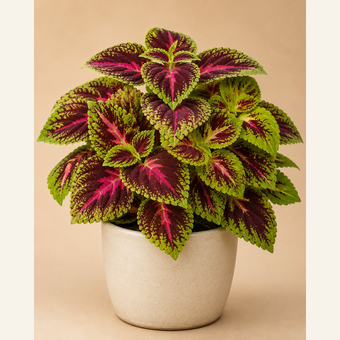Coleus not-pet-friendly houseplant in a simple pot