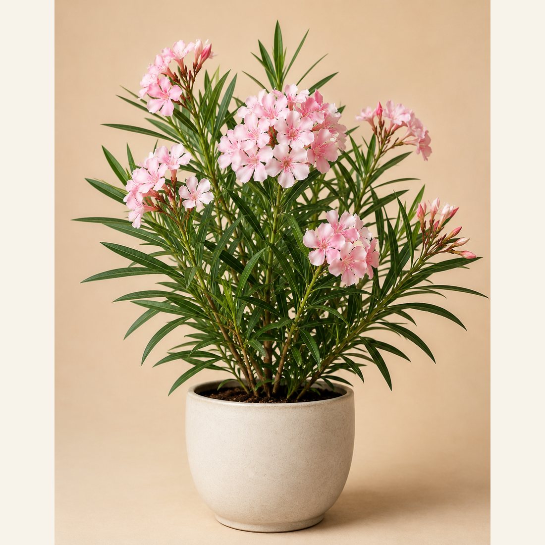 Oleander not-pet-friendly houseplant in a simple pot