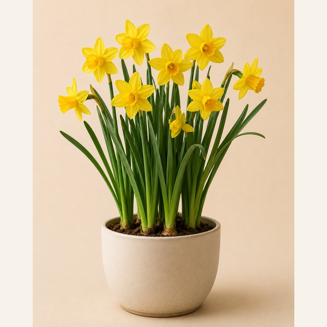 Daffodil not-pet-friendly houseplant in a simple pot