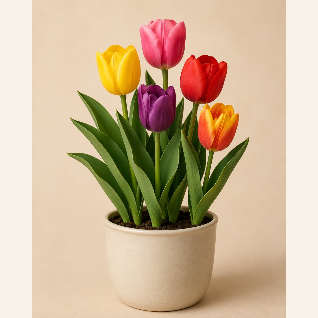 Tulip not-pet-friendly houseplant in a simple pot