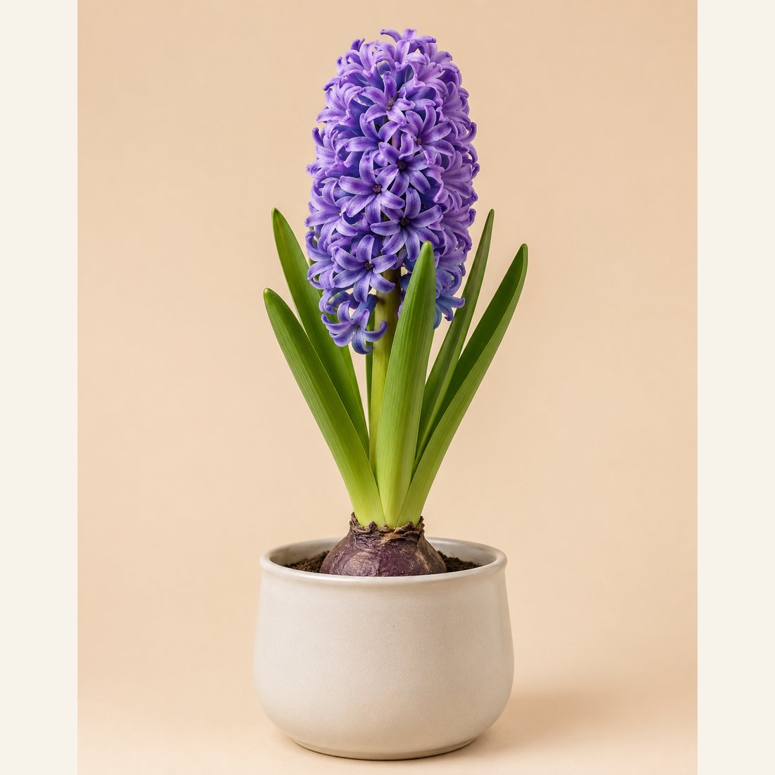 Hyacinth not-pet-friendly houseplant in a simple pot