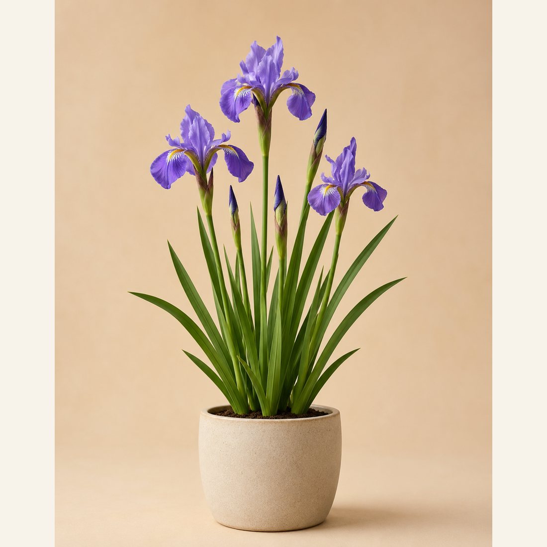 Iris not-pet-friendly houseplant in a simple pot