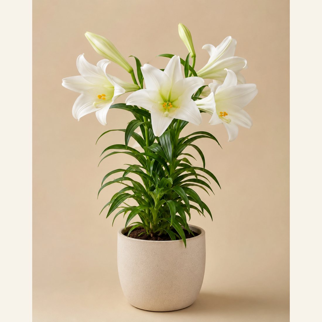 Easter Lily not-pet-friendly houseplant in a simple pot