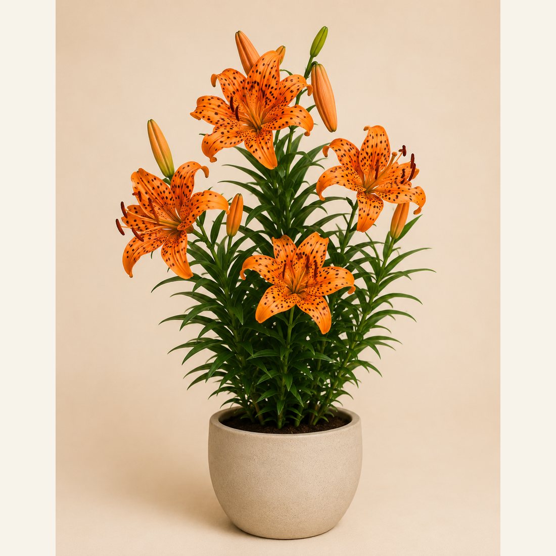 Tiger Lily not-pet-friendly houseplant in a simple pot