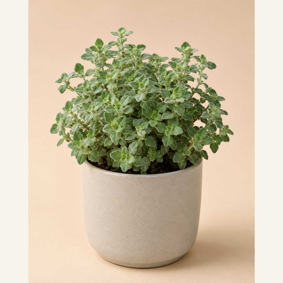 Spanish Thyme not-pet-friendly houseplant in a simple pot