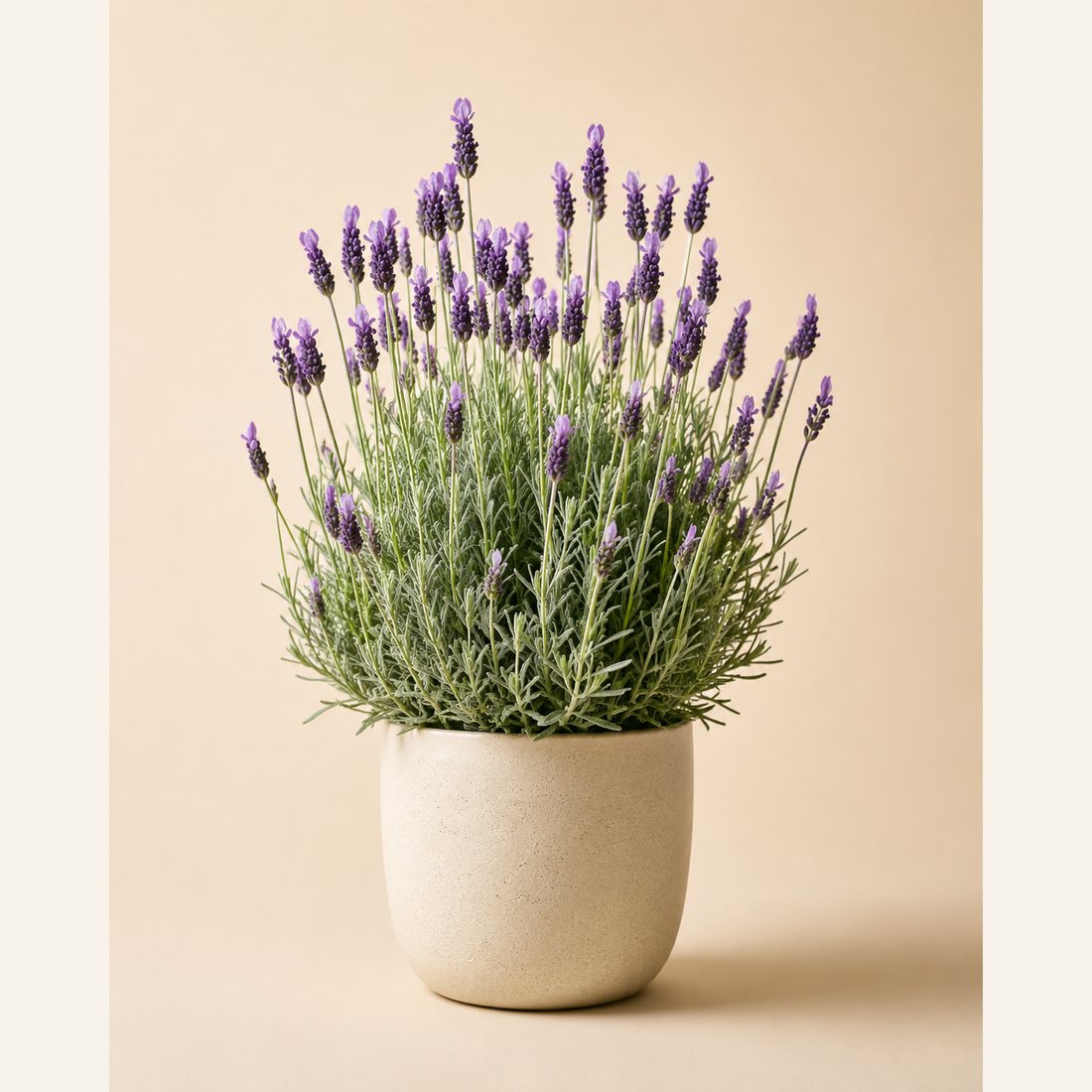 Lavender not-pet-friendly houseplant in a simple pot