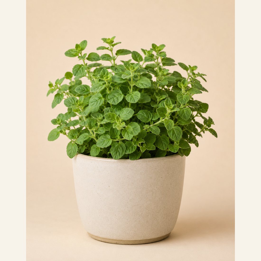 Oregano not-pet-friendly houseplant in a simple pot