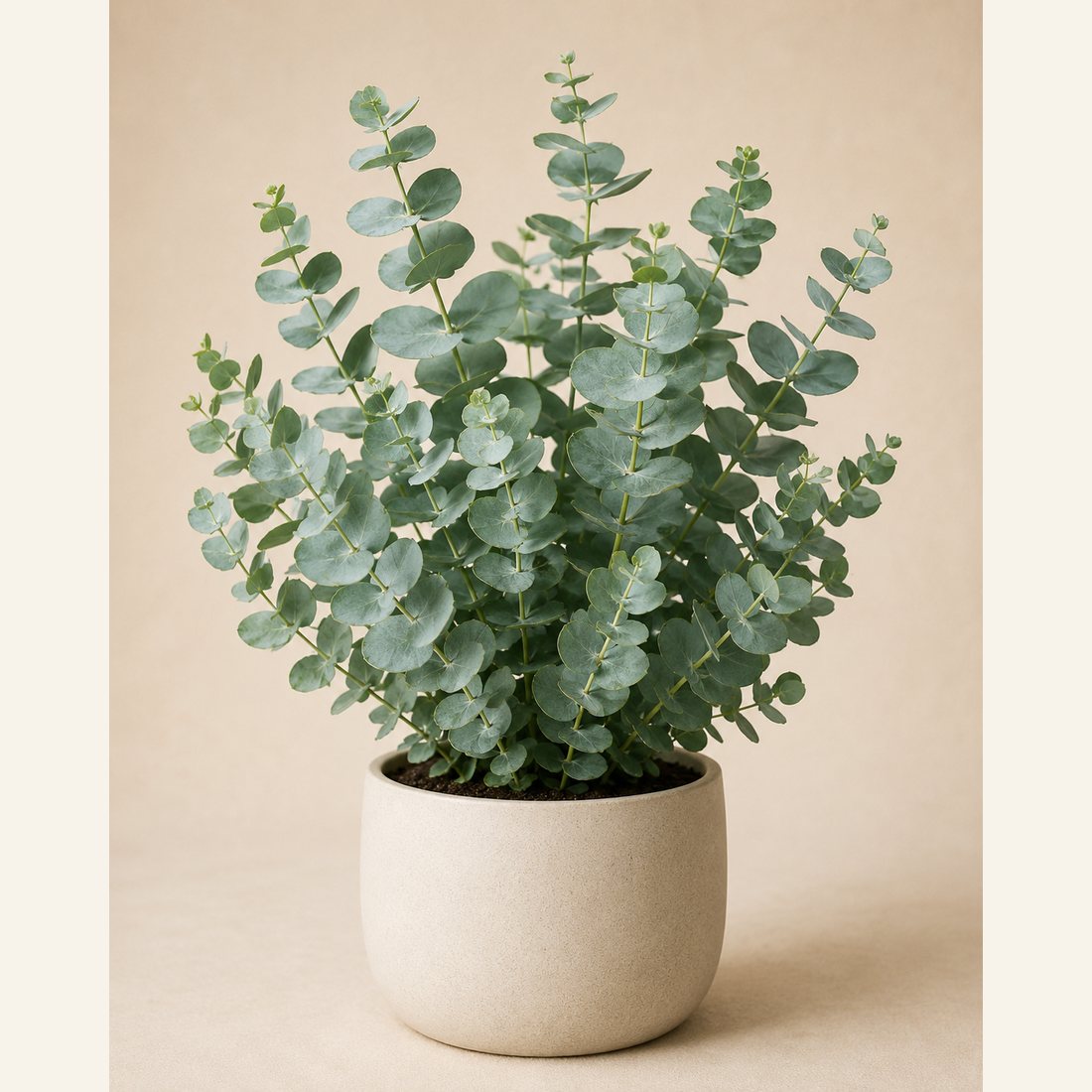 Eucalyptus not-pet-friendly houseplant in a simple pot