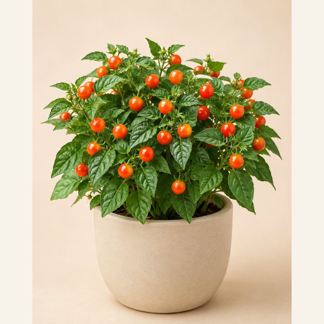 Jerusalem Cherry not-pet-friendly houseplant in a simple pot