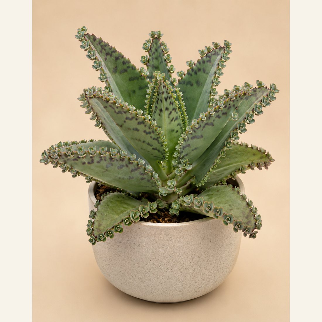 Mother of Millions not-pet-friendly houseplant in a simple pot