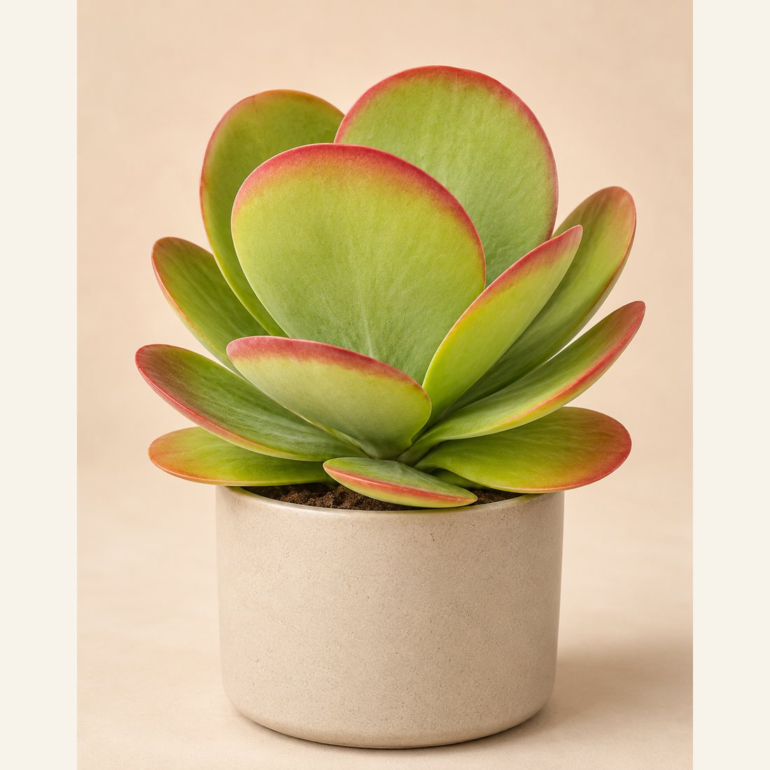 Mother of Thousands not-pet-friendly houseplant in a simple pot