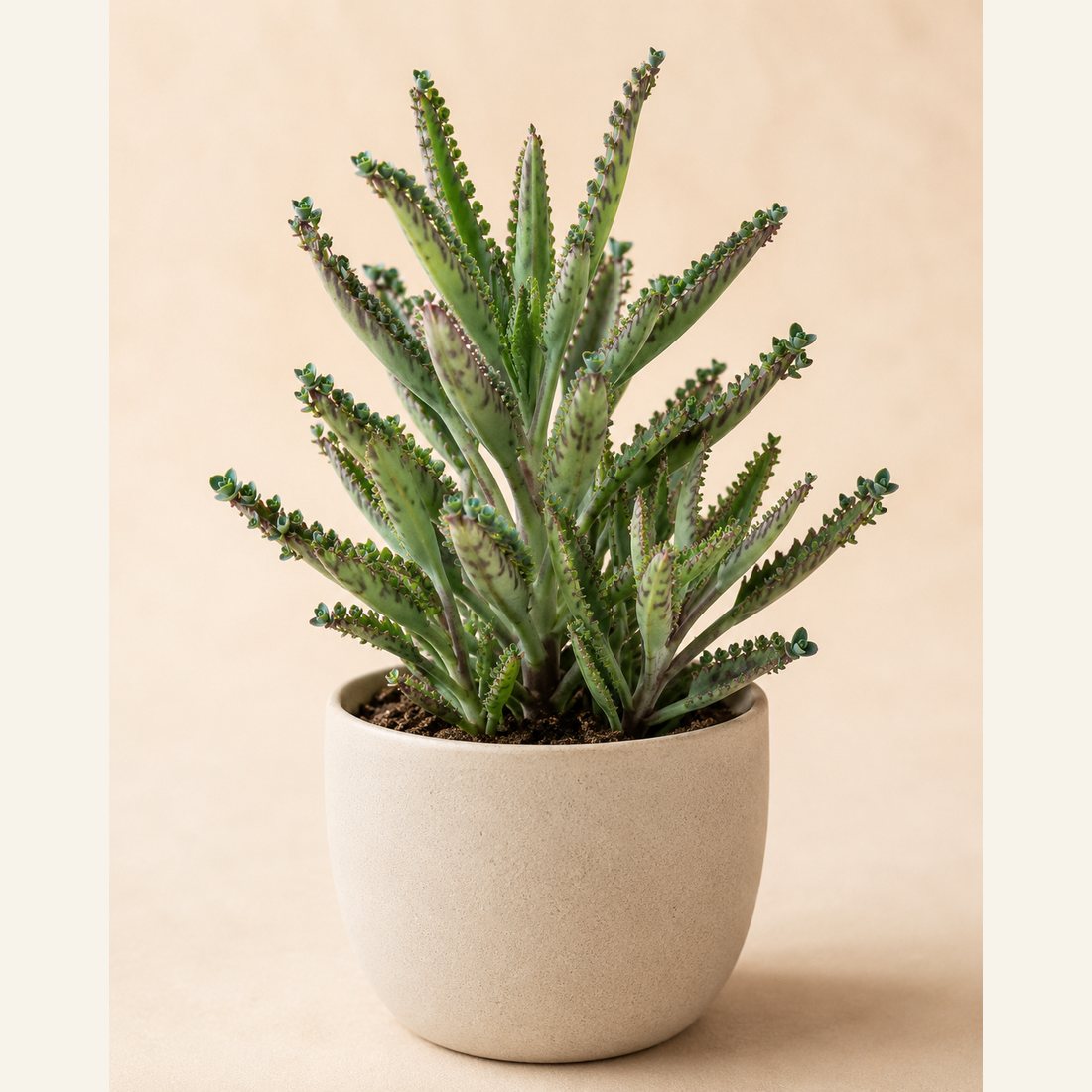 Flapjack Plant not-pet-friendly houseplant in a simple pot