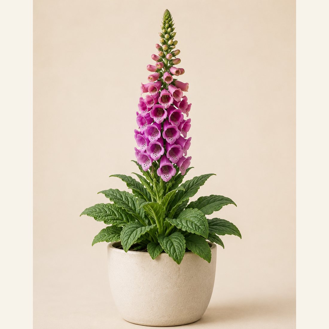 Foxglove not-pet-friendly houseplant in a simple pot