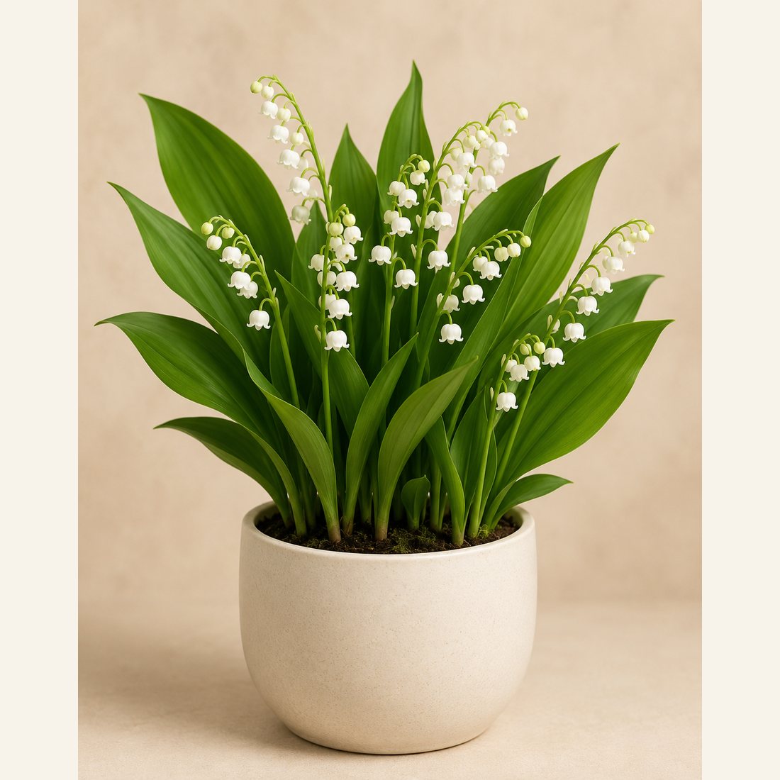 Lily of the Valley not-pet-friendly houseplant in a simple pot