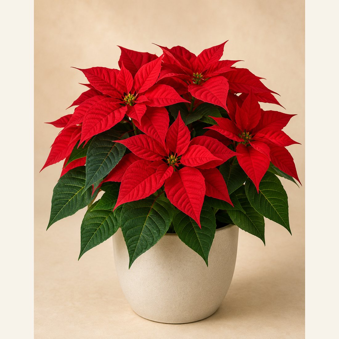 Poinsettia not-pet-friendly houseplant in a simple pot