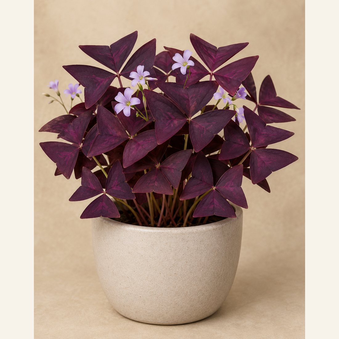 Shamrock Plant not-pet-friendly houseplant in a simple pot