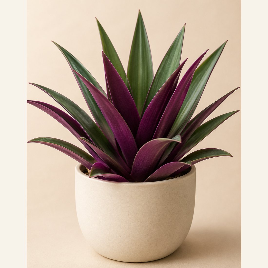 Moses-in-the-Cradle not-pet-friendly houseplant in a simple pot