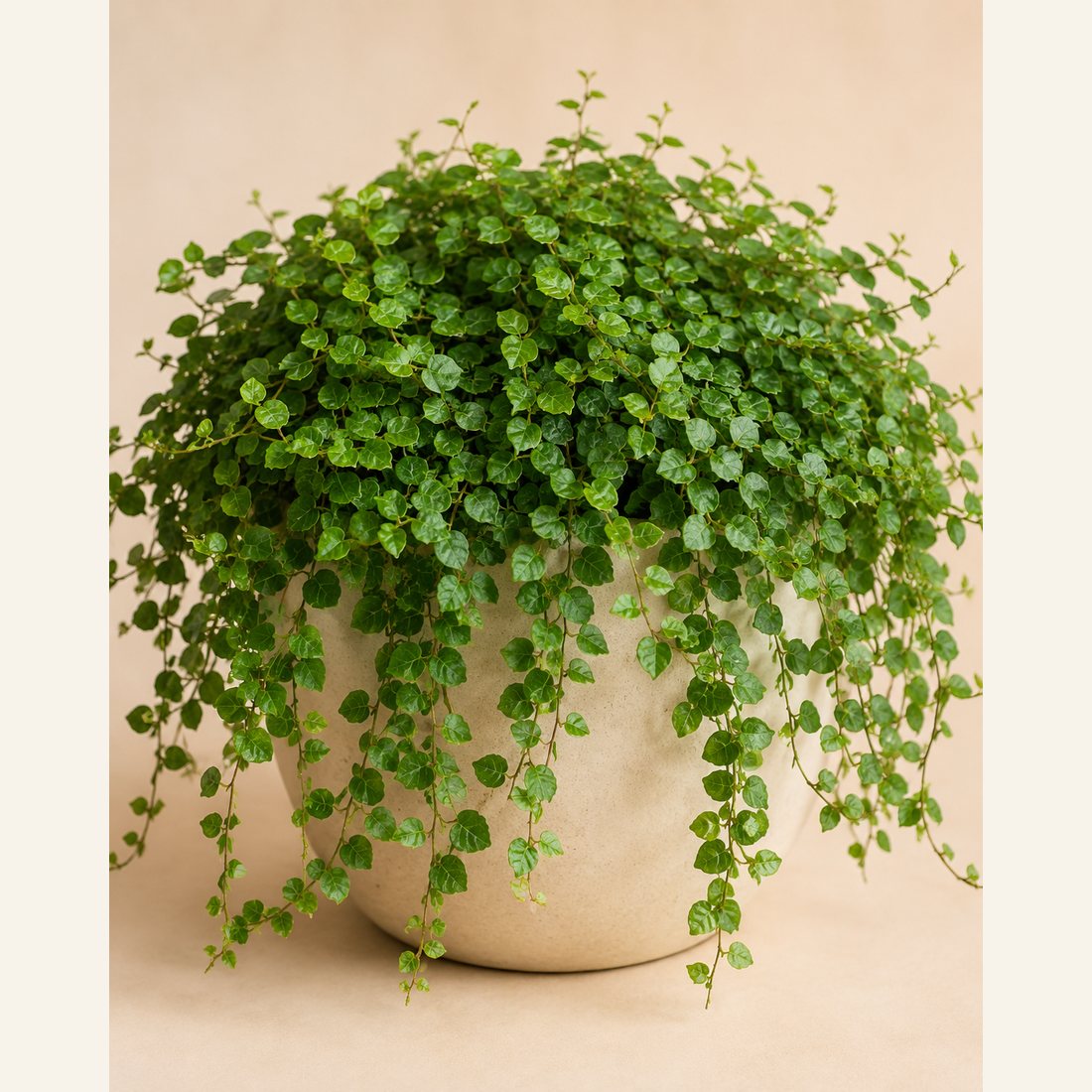 Wandering Dude not-pet-friendly houseplant in a simple pot