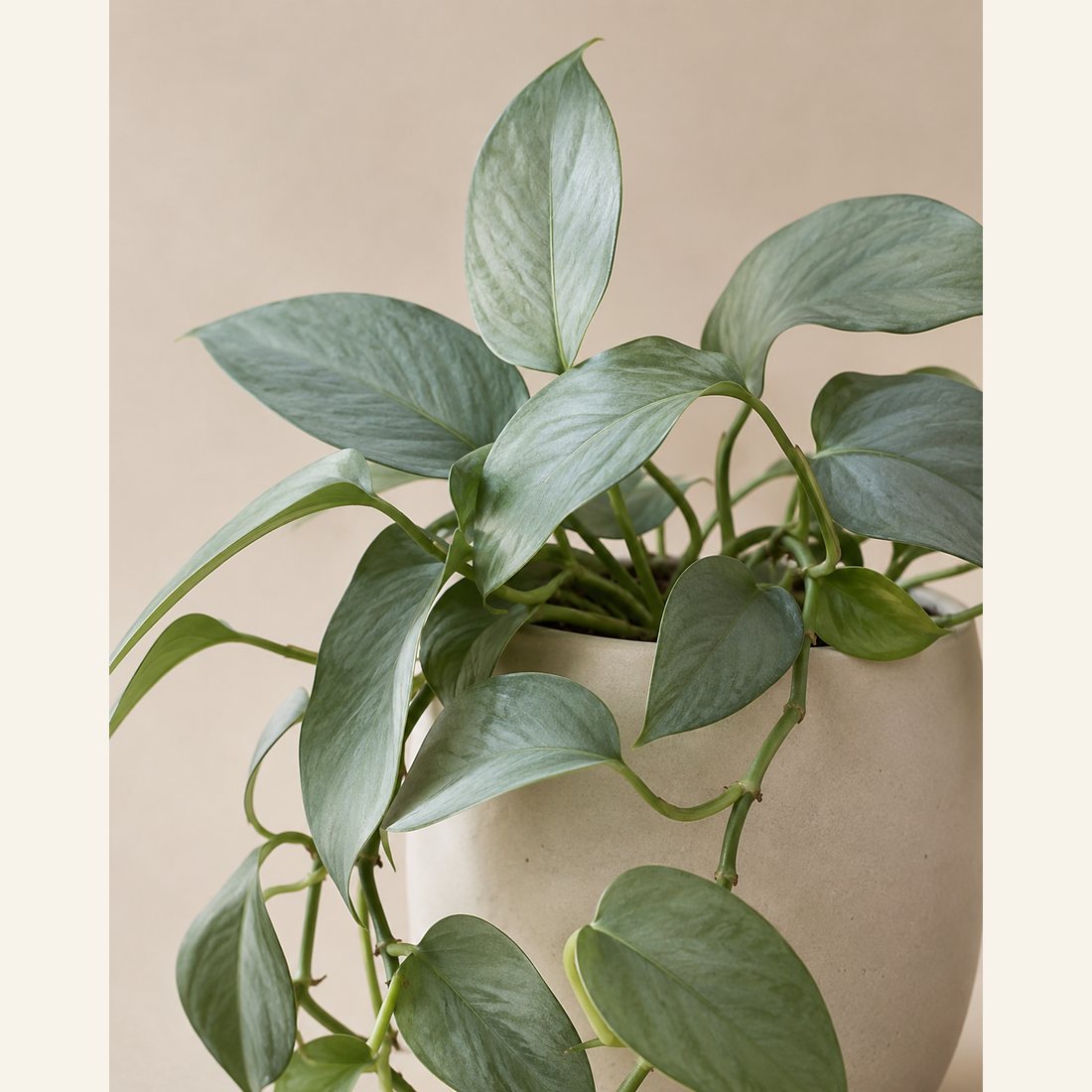 Creeping Fig not-pet-friendly houseplant in a simple pot